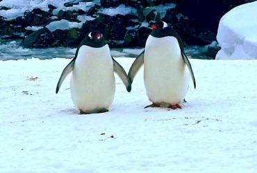 На узбережжя Уругваю викинуло близько двох тисяч мертвих пінгвінів