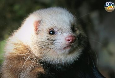 Кола, Шницель и Гаечка: в Киевском зоопарке спасли целое семейство фреток (фото)