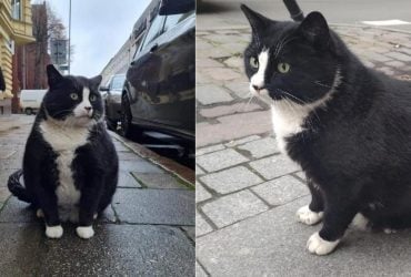 Жирный котик стал самой популярной туристической локацией в польском городе