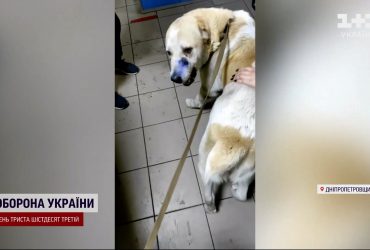 Вистрелив у пса на захист – у Кам'янському спалахнув скандал через дії копа