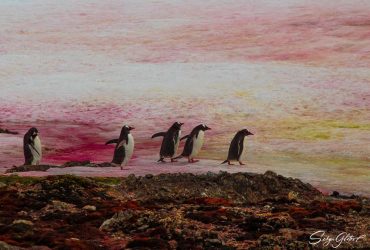 Сніг в Антарктиці став рожевим (фото)