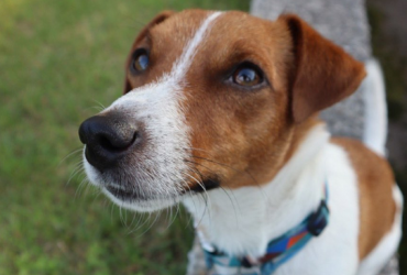 Пес Патрон потрапив до лікарні