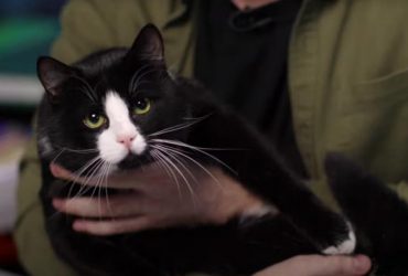 Комаров нашел в ГУР пушистого шпиона (видео)