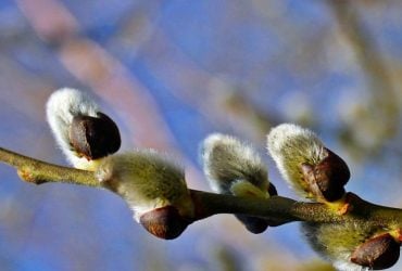 Народный праздник 13 апреля: что нельзя делать женщинам и мужчинам