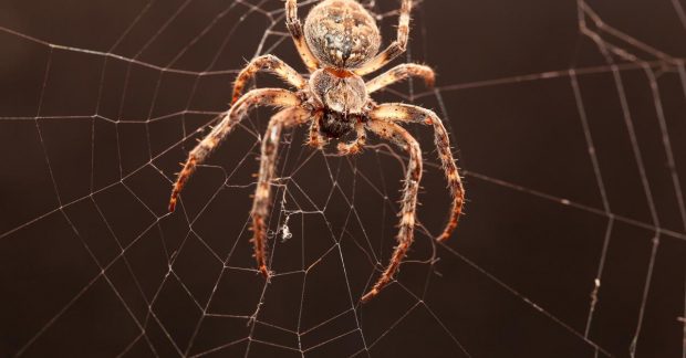 Кращі рекомендації щодо годування павуків: експертні поради