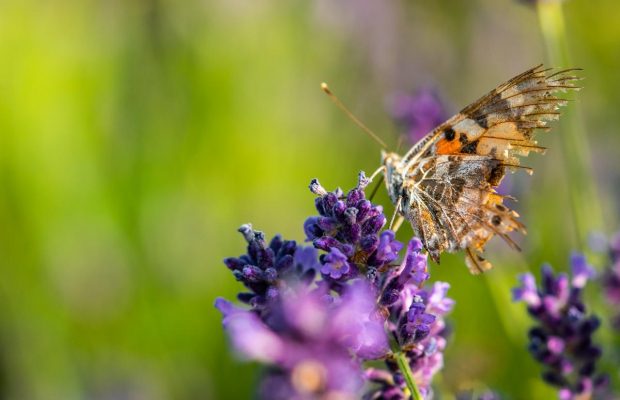Народне свято 15 червня: чому потрібно пекти хліб і запам'ятати сон сьогодні