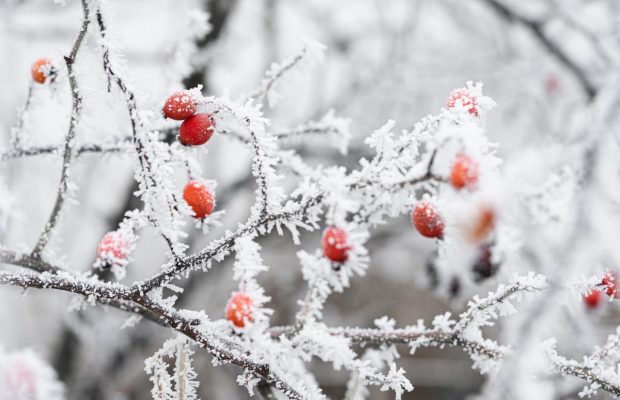 12 февраля: какой сегодня народный праздник и что нельзя делать