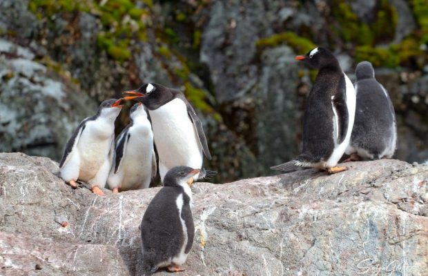 Пингвины в яслях: украинские полярники восхитили сеть фото трехмесячных птенцов