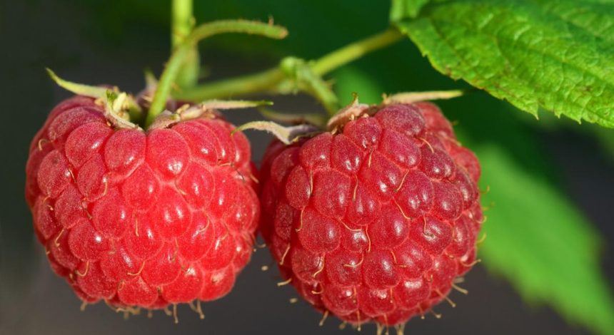 Украина ворвалась в топ-5 поставщиков в США популярной ягоды, обойдя Польшу и Китай