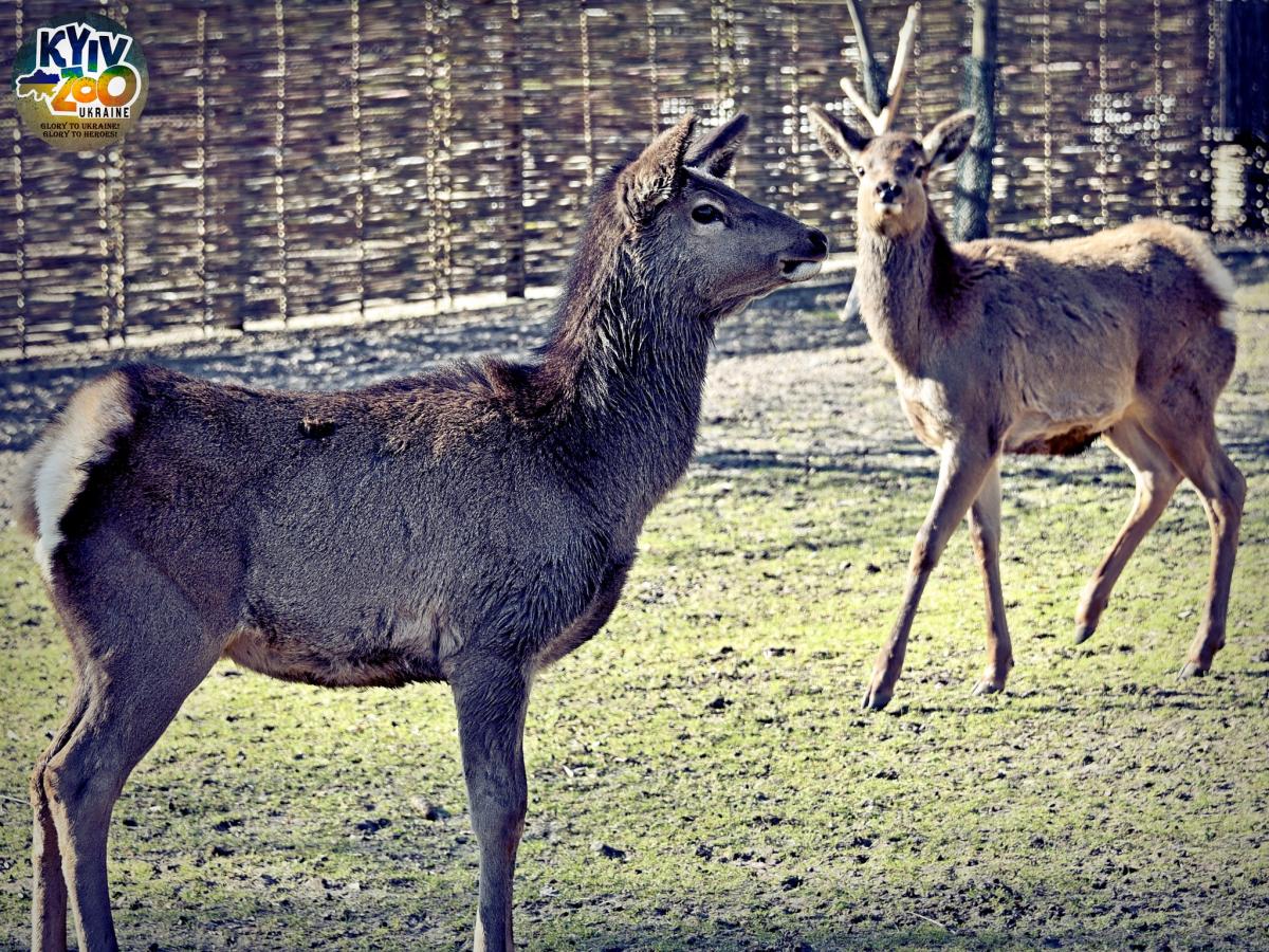 Киевский зоопарк готовится к весне / фото facebook.com/zoo.kyiv.ua Киевский зоопарк готовится к весне / фото facebook.com/zoo.kyiv.ua