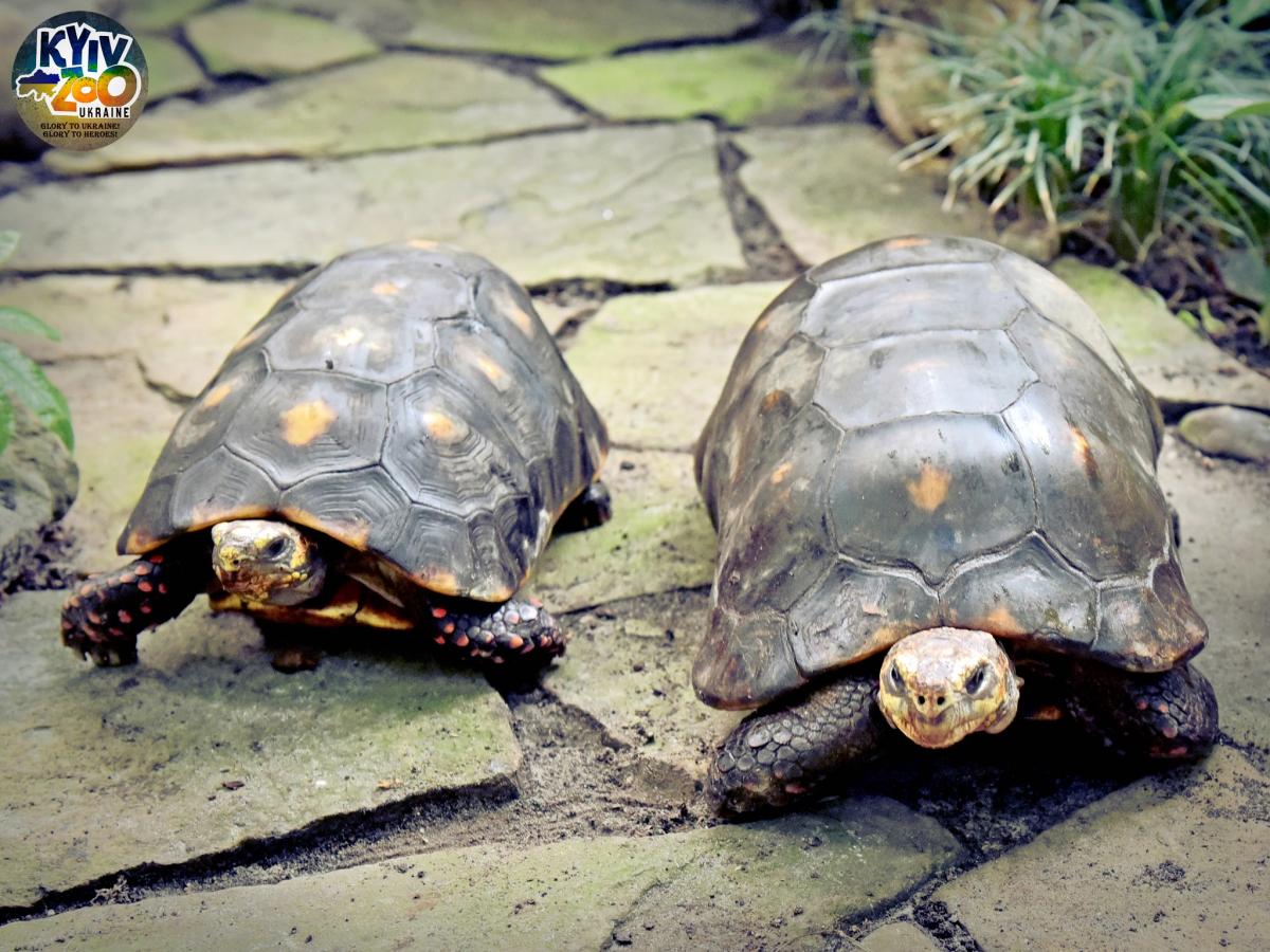 Киевский зоопарк готовится к весне / фото facebook.com/zoo.kyiv.ua Киевский зоопарк готовится к весне / фото facebook.com/zoo.kyiv.ua