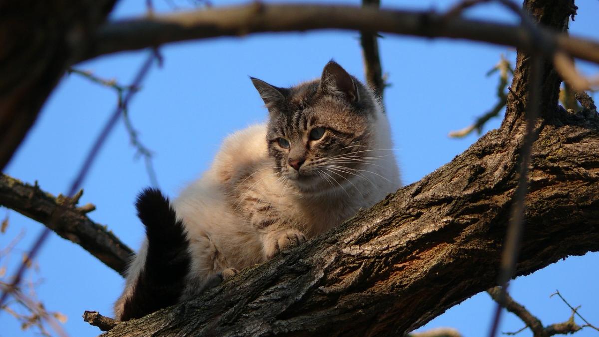 Вскоре в Киеве заметно потеплеет / фото Núria Eulàlia Ribas, Pixabay Вскоре в Киеве заметно потеплеет / фото Núria Eulàlia Ribas, Pixabay