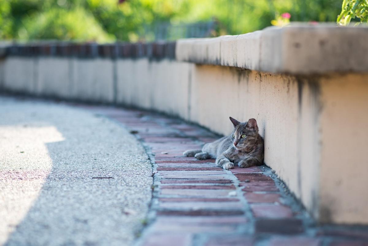 27 августа в Украине будет жарко / фото Jennifer Esneault, Pixabay