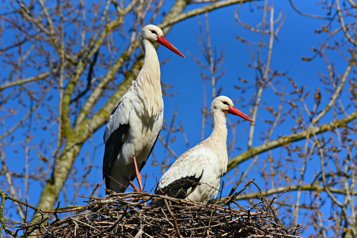 Что сегодня за праздник / фото Mabel Amber, who will one day с сайта Pixabay Что сегодня за праздник / фото Mabel Amber, who will one day с сайта Pixabay