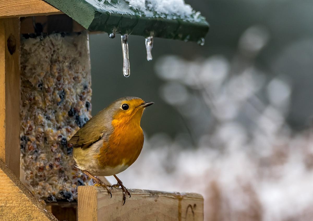 2 лютого в Україні збережеться плюсова температура / фото Eckehard Jagdmann, Pixabay 2 лютого в Україні збережеться плюсова температура / фото Eckehard Jagdmann, Pixabay