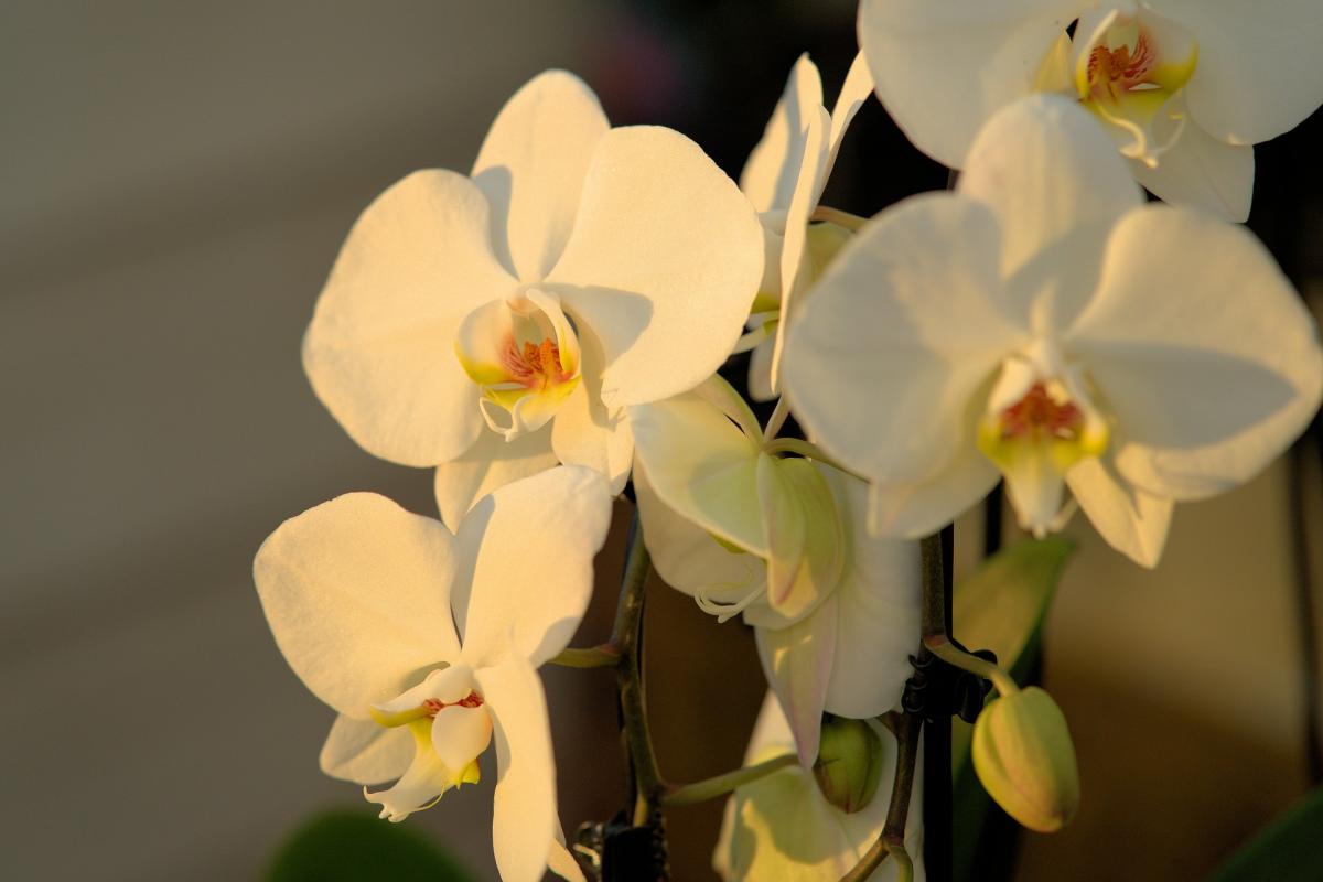Какую смесь приготовить для комнатных орхидей / фото pixabay.com