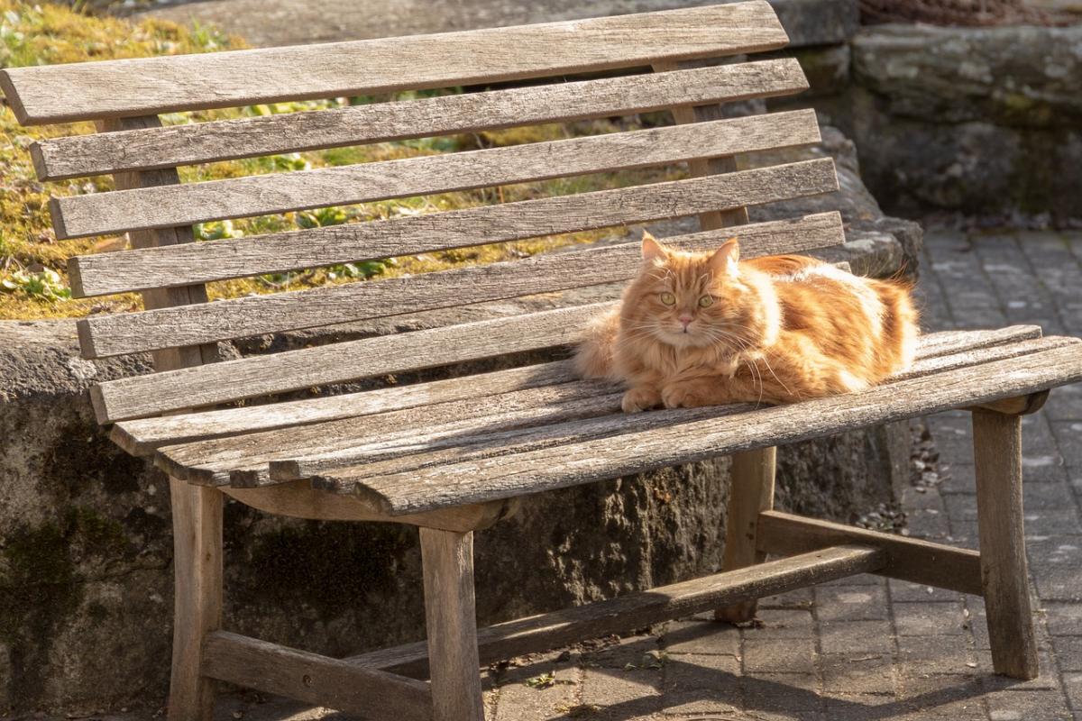 10 лютого в Україні потеплішає / фото Marcel, Pixabay 10 лютого в Україні потеплішає / фото Marcel, Pixabay