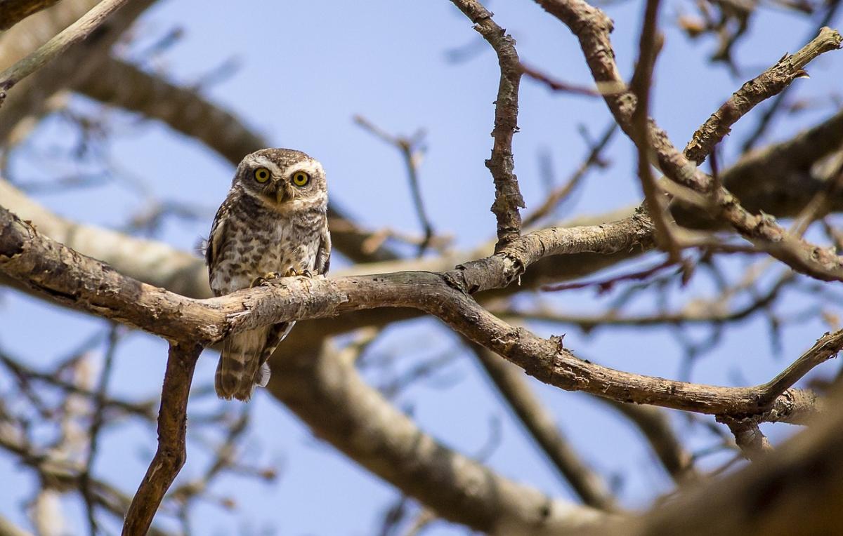 23 лютого в Україні стане ще тепліше / фото Pavan Prasad, Pixabay