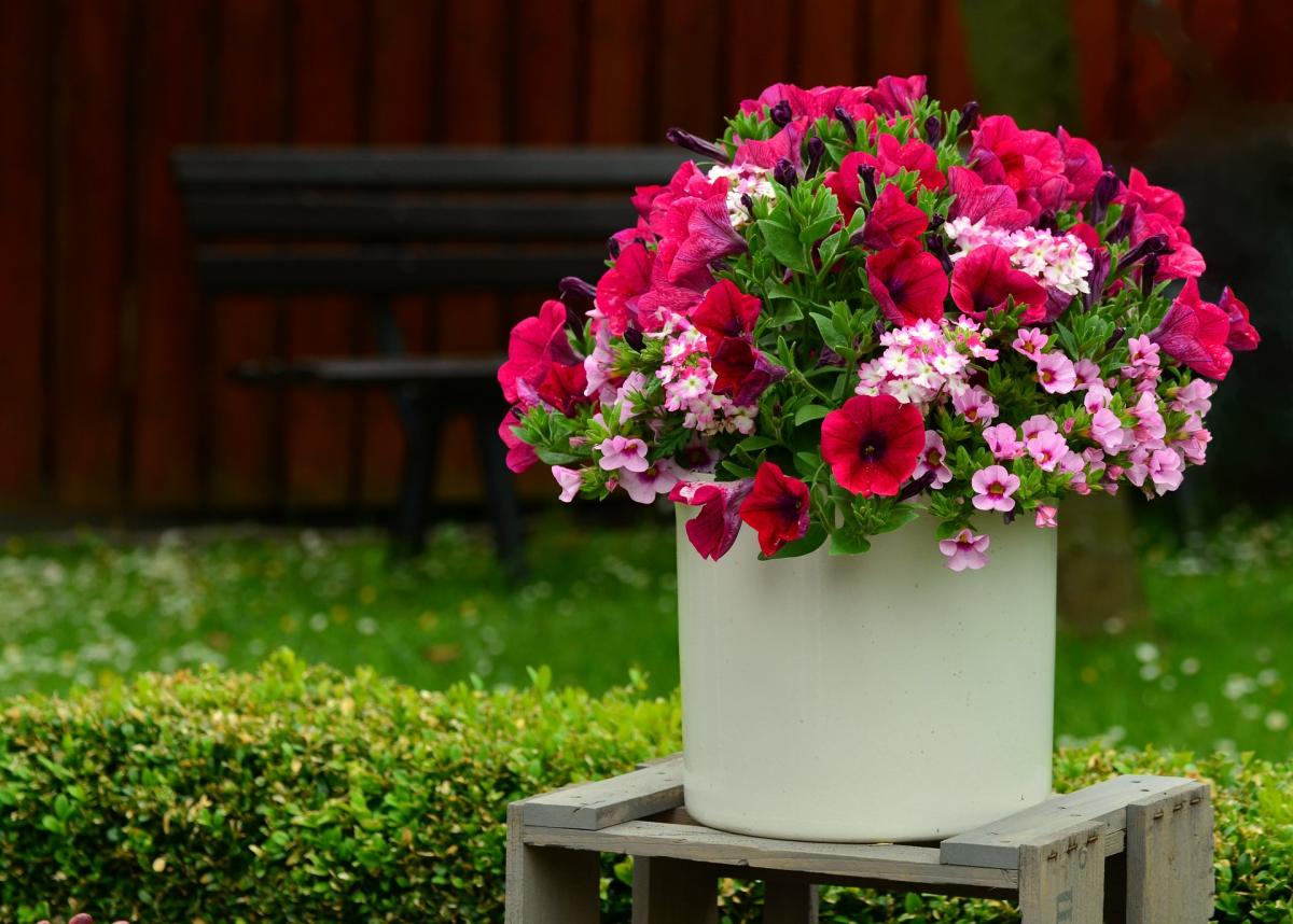 Какие цветы можно посадить в марте / pixabay.com