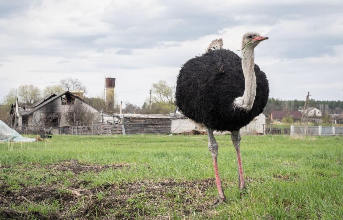 Лише двом страусам з ферми вдалося втекти, інших з'їли окупанти / фото vechirniy.kyiv.ua
