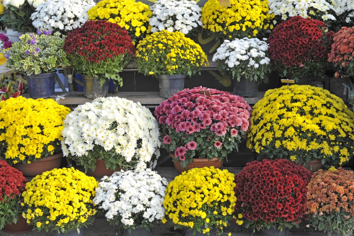 Як виростити хризантему в горщику / фото ua.depositphotos.com