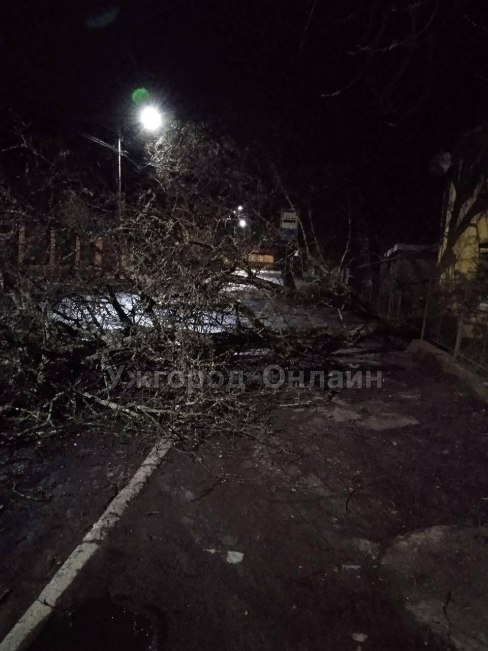 Від сильного вітр в Ужгороді падали дерева / фото Телеграм-канал Ужгород Online