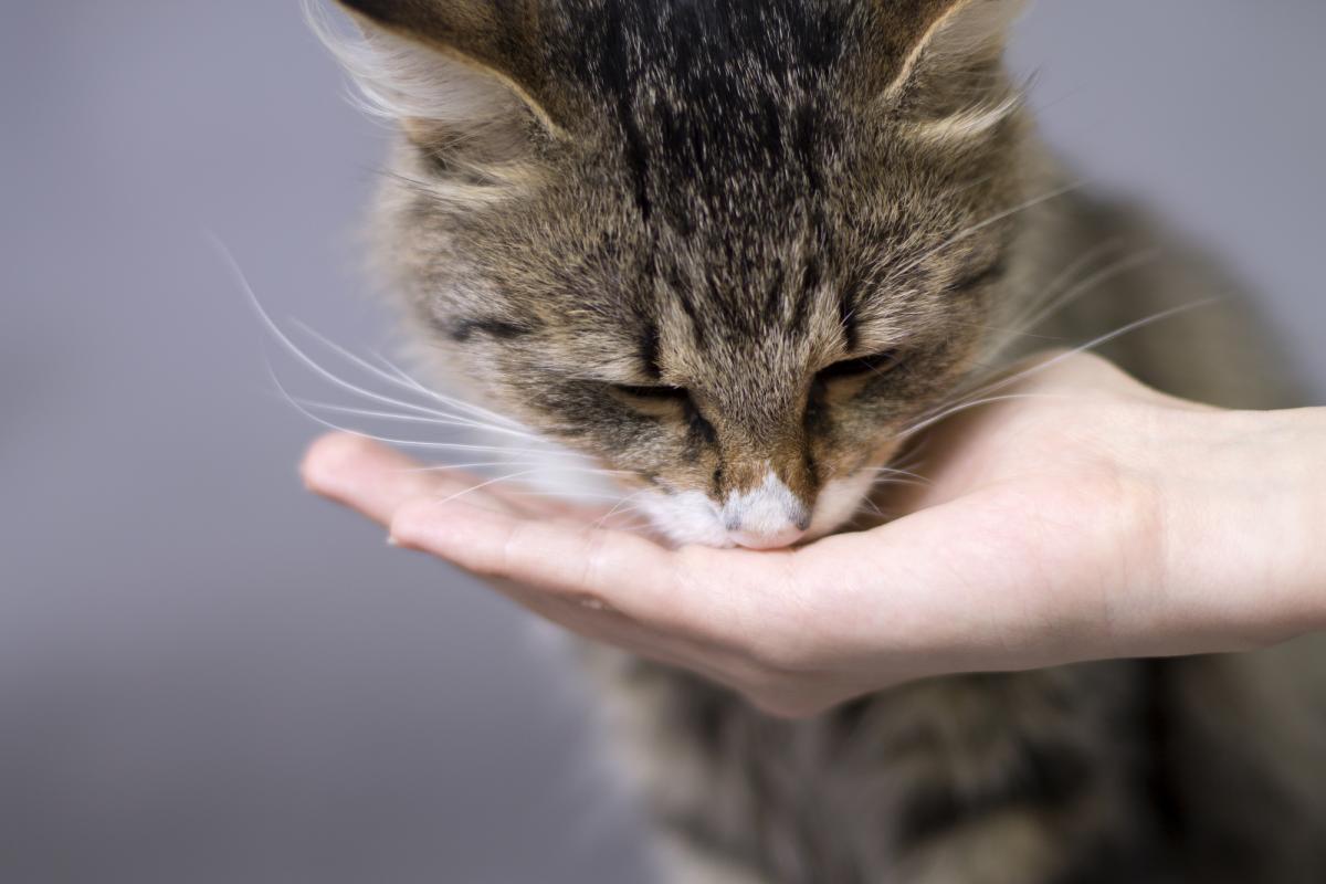 Как коты, которые не умеют мяукать, привлекают внимание хозяина / фото ua.depositphotos.com