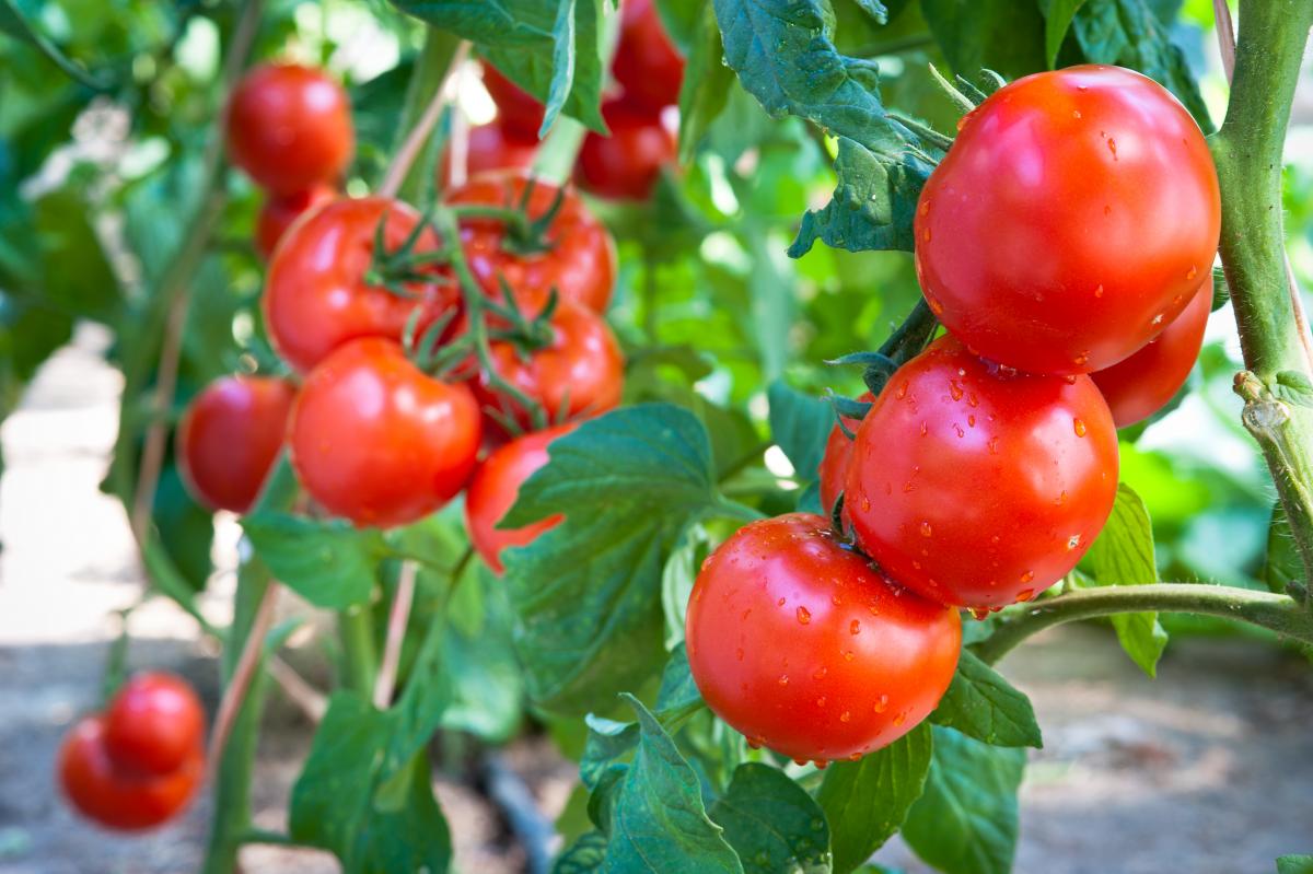 Сироватка та йод для томатів - чим полити помідори для багатого врожаю / фото ua.depositphotos.com