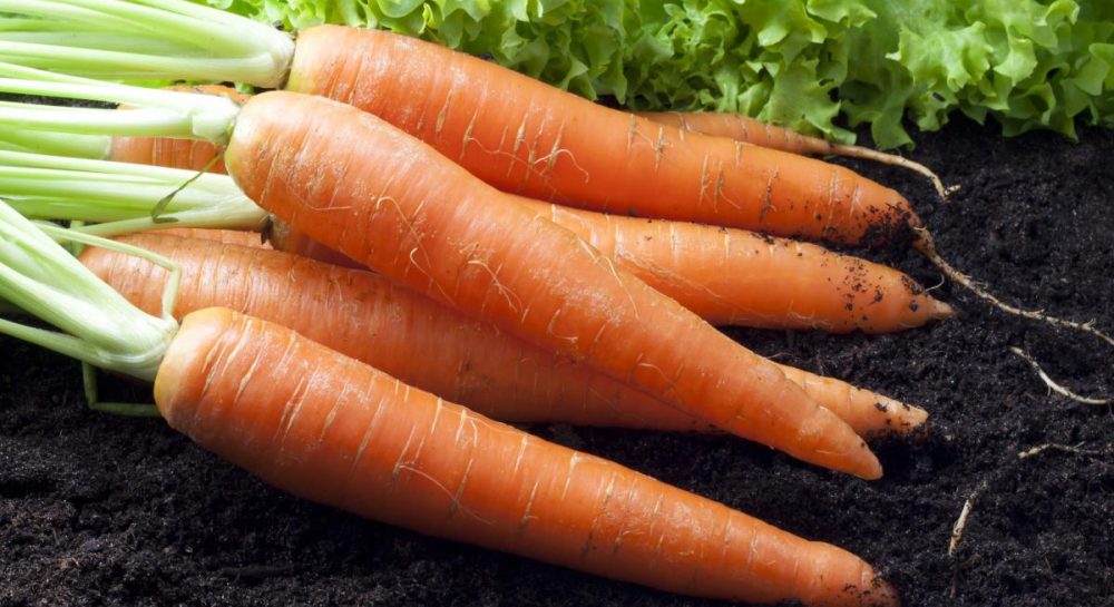 Чем поливать морковь для хорошего урожая - секрет огородников — УНИАН