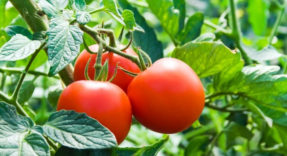 Как часто нужно поливать помидоры капельным поливом