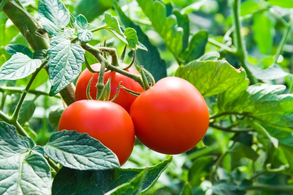 Как определить оптимальную частоту полива помидоров в теплице?
