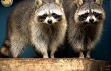 Майже 20 нових родин: у Київському зоопарку розповіли про весняний сімейний бум (фото)