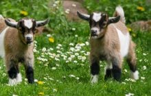 В середині тижня дощі покинуть Україну, але великого тепла не чекайте (карта)