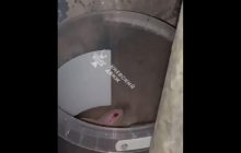 В санузле киевской многоэтажки нашли змею: она оказалась куском картона (видео)