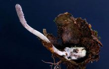 У Бразилії виявили грибок-паразит, що захоплює павуків як кордицепс з The Last Of Us