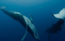 Ахтем Сеїтаблаєв дав голос киту у вражаючій документалці про жителів океанічних глибин