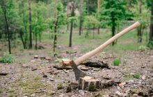 Чим можна знищити пеньок на ділянці: поради городникам