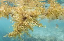 Сгусток морских водорослей, вдвое превышающий ширину США, движется в сторону Флориды