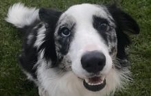 ChatGPT оказался лучше врачей: "умный" чат-бот за минуту поставил диагноз и спас собаку