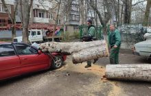 В Одессе из-за штормового ветра упало около 50 деревьев, пострадали два человека