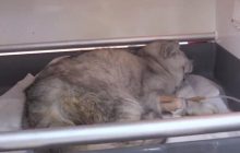 У Туреччині кіт провів 49 днів під завалами після землетрусу: в якому стані тварина