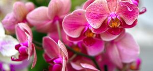 Орхидея повторно зацветет: эксперт-садовод поделился практическими советами