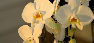 Идеальная смесь для горшков с орхидеями - садоводы объяснили, почему растение будет "довольно"