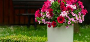 Не спешите выбрасывать: петунии можно "реанимировать" одной процедурой