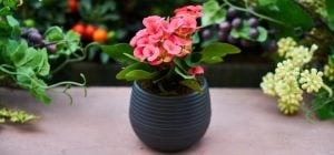 Добавляю каплю в горшок, и цветок растет как на дрожжах: секретный метод садоводов