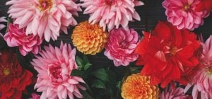 Що робити з жоржинами в липні, щоб вони цвіли аж до самої осені: три важливі моменти