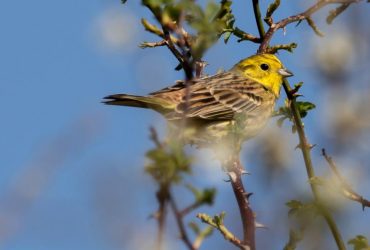 В Україні починається тенденція до стійкого потепління - народний синоптик