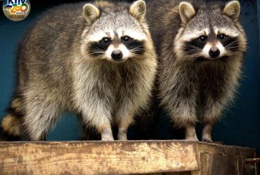 Почти 20 новых семей: в Киевском зоопарке рассказали о весеннем семейном буме (фото)