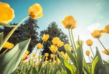 Завтра Україну розігріє до +20°: синоптик розказала, де буде найтепліше