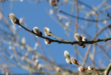Синоптик розповіла, яка погода буде в Україні на початку березня